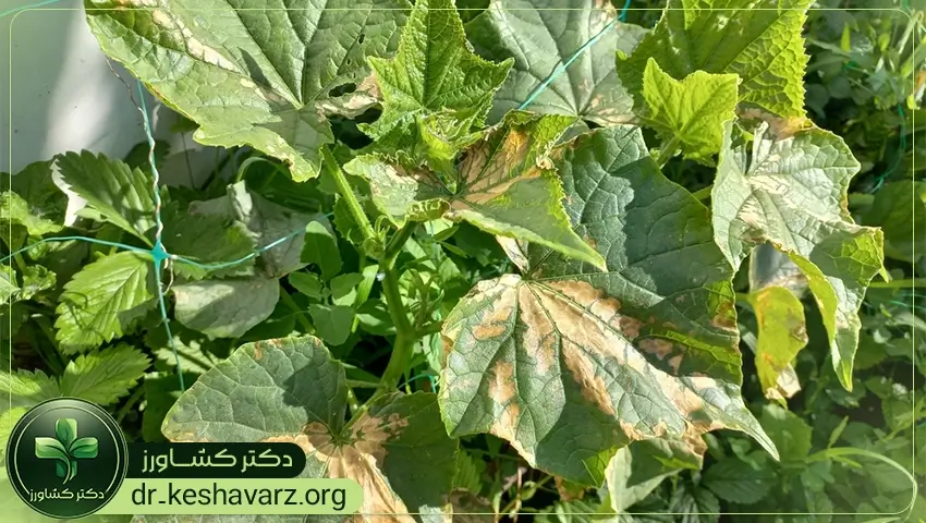 بررسی نقش و تاثیرات کودهای ضد تنش برای گیاهان.