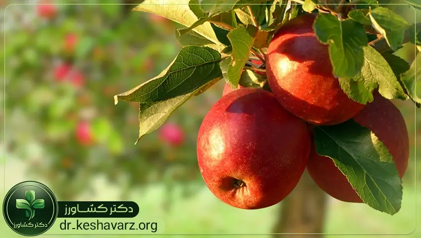 بررسی مکانیسم فعالیت کودهای درشتی میوه.