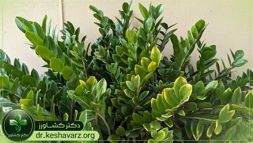 کود مخصوص گیاهان آپارتمانی، خرید از فروشگاه دکتر کشاورز.