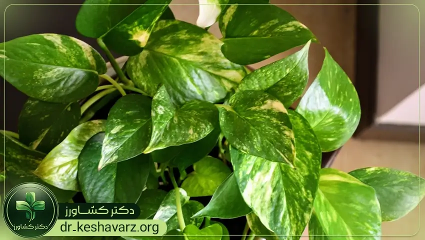 بررسی کودهای آپارتمانی و تاثیرات آنها.