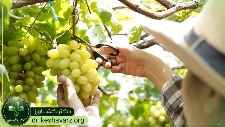 مزایای استفاده از کودهای مخصوص درشتی میوه.