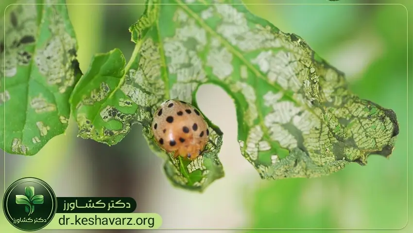 بررسی مزایای استفاده از کودهای مقاوم کننده به آفات و بیماری.