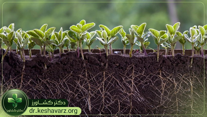 بررسی تاثیرات استقفاده از کودهای ریشه زایی برای گیاهان.