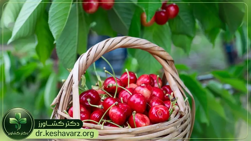 مزایای استفاده از کودهای افزایش رنگ آوری میوه.