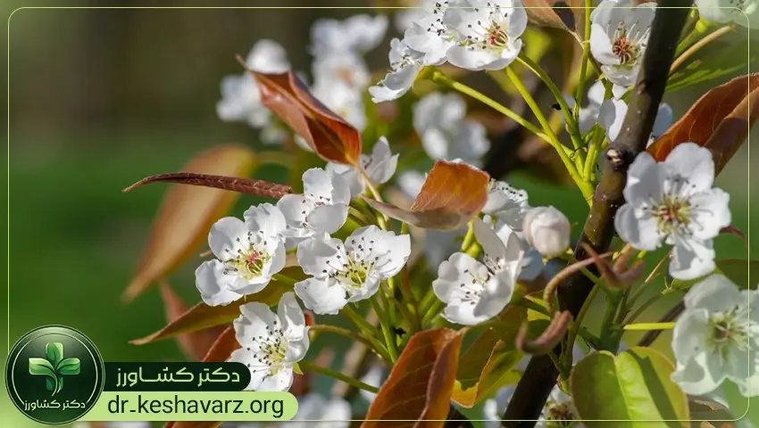 بررسی نقش کودهای افزایش گلدهی و جوانه زنی.