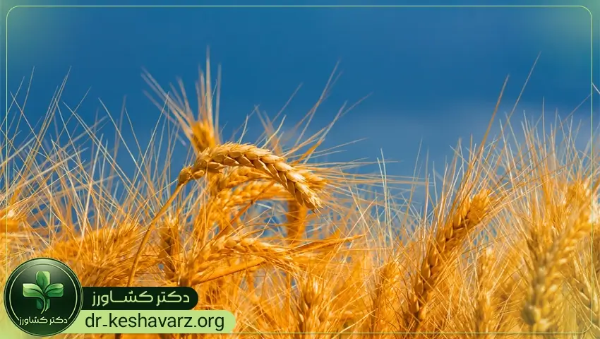 تاثیر کودهای افزایش تناژ بر باردهی و تاثیرات آن.