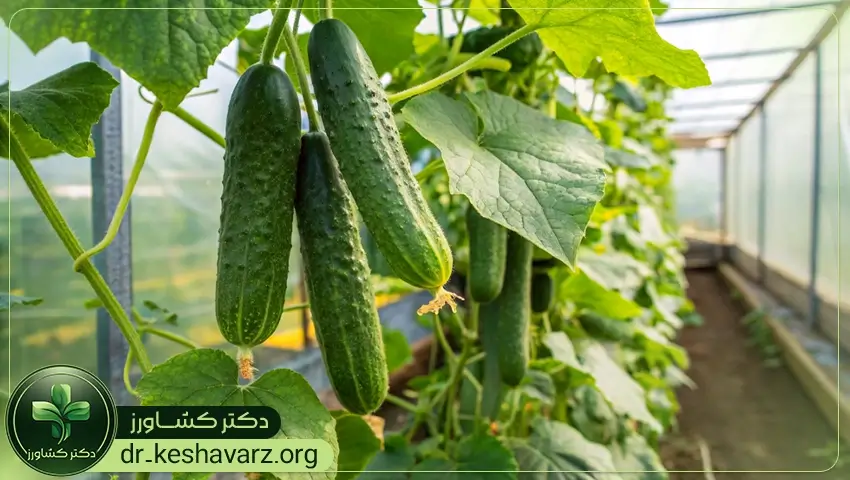 مزایای استفاده از کودهای مخصوص گلخانه.