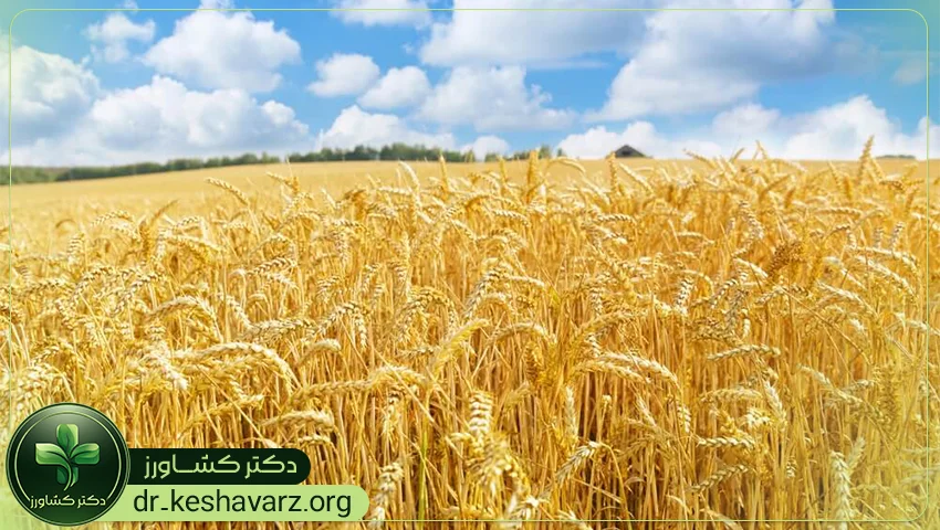 معرفی و بررسی نقش کودهای افزایش تناژ.