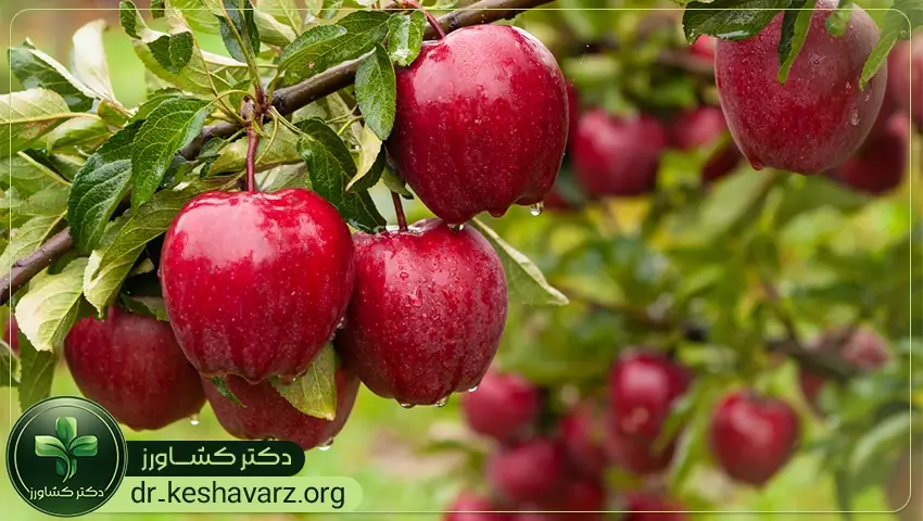 مزایای اقتصادی کودهای افزایش رنگ میوه و محصولات.