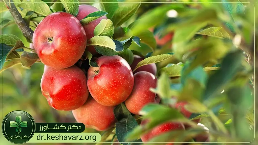 تشکیل میوه از طریق کودهای افزایش جوانه زنی و گلدهی.