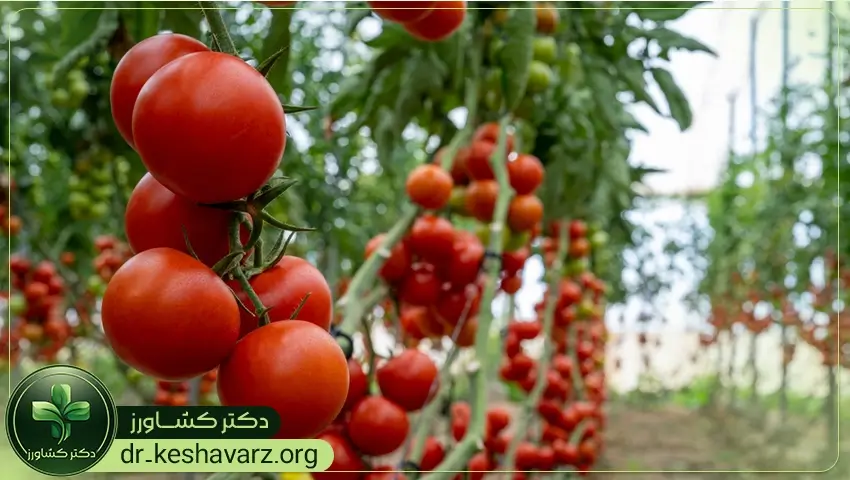 مزایا و نکات قوت کودهای محرک رشد برای محصولات مختلف.