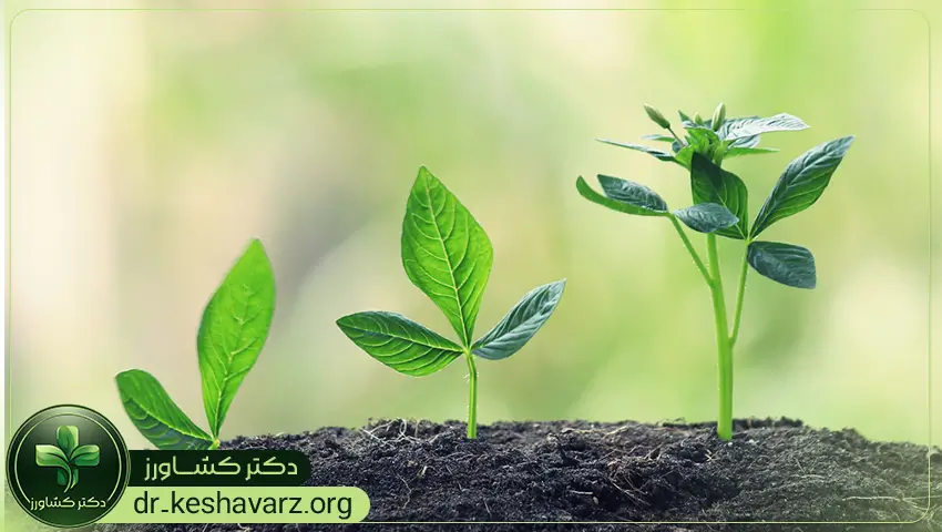 بررسی کودهای محرک رشد و مکانیسم عملکرد آنها.