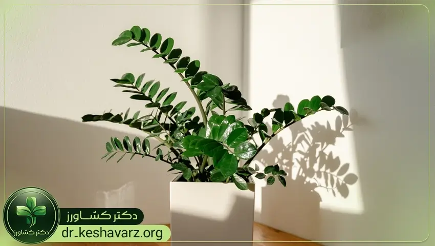 بررسی انواع کود برای گیاهان آپارتمانی؛ دریافت اطلاعات و مشخصات از فروشگاه دکتر کشاورز.