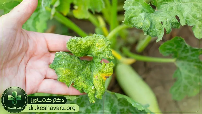 نکات کلیدی و مهم برای استفاده از کودهای مقاوم کننده به آفات و بیماری برای گیاهان.