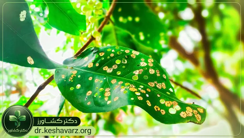 بررسی اهمیت مقاوم سازی گیاهان به آفات و بیماری.