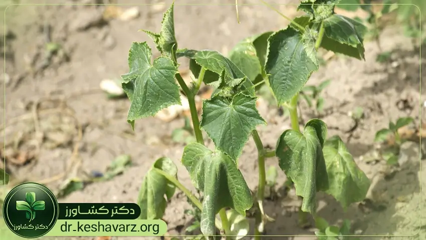 کنترل و مدیریت تنش های محیطی با کودهای مخصوص ضد تنش و استرس؛ خرید از فروشگاه دکتر کشاورز.