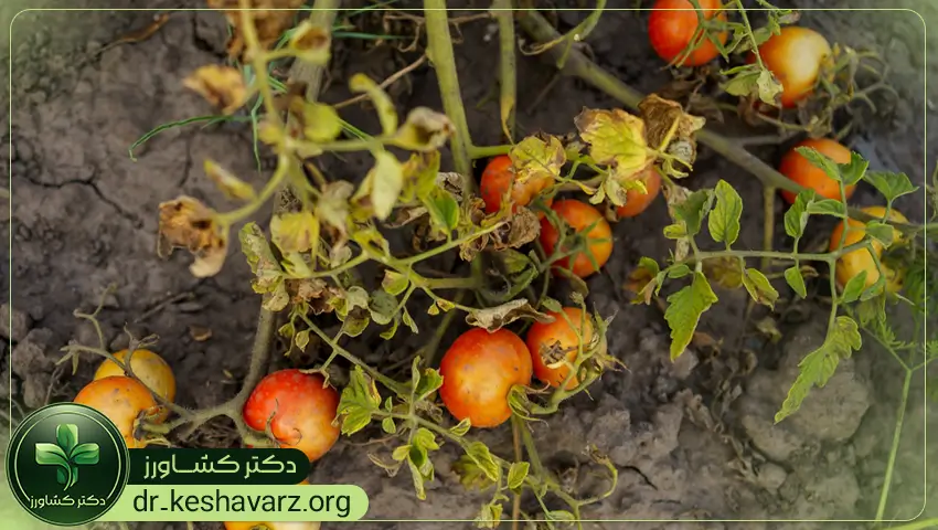 عناصر سازنده و موثر در کودهای ضد تنش و استرس.