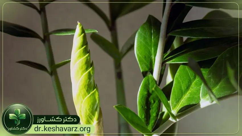 فصل رشد و کوددهی برای گیاهان آپارتمانی.