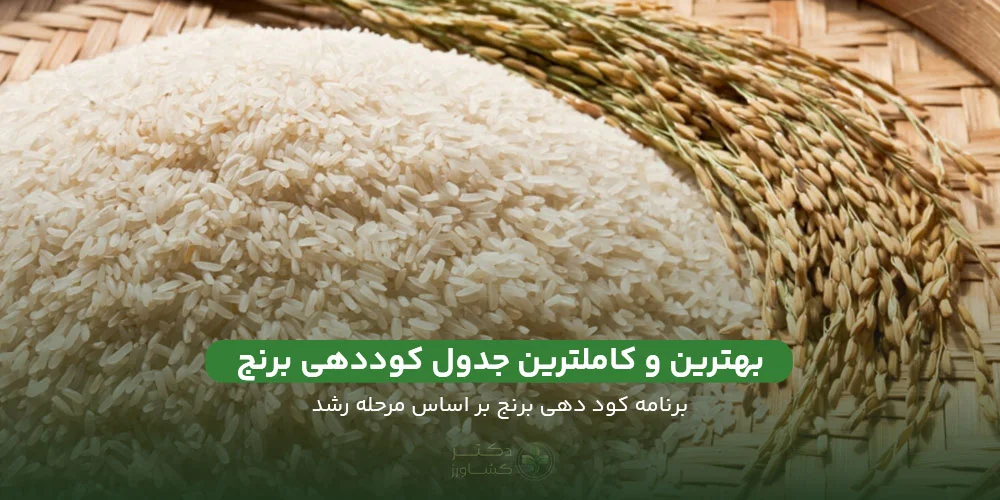 بهترین و کاملترین جدول کوددهی برنج