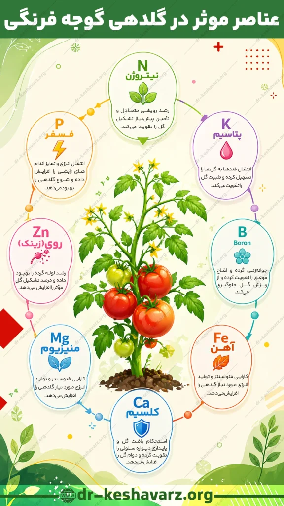 توضیحات تصویری مربوط به کود برای گلدهی گوجه فرنگی.