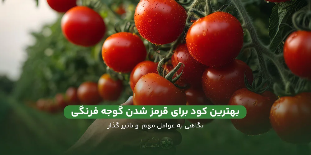 معرفی بهترین کود برای قرمز شدن گوجه فرنگی؛ خرید از فروشگاه دکتر کشاورز.
