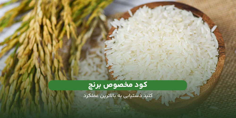 کود مخصوص برنج | کلید دستیابی به بالاترین عملکرد - دکتر کشاورز