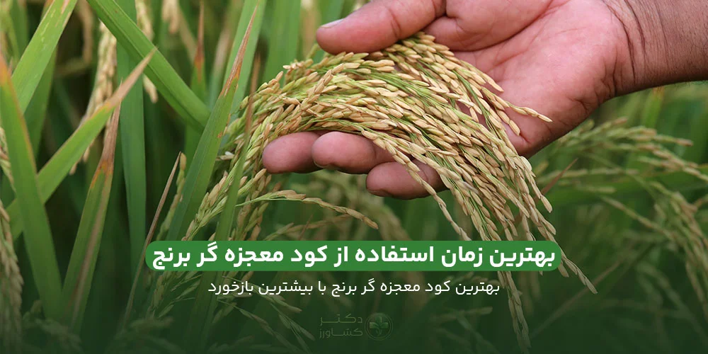 بهترین زمان استفاده از کود معجزه گر برنج - دکتر کشاورز