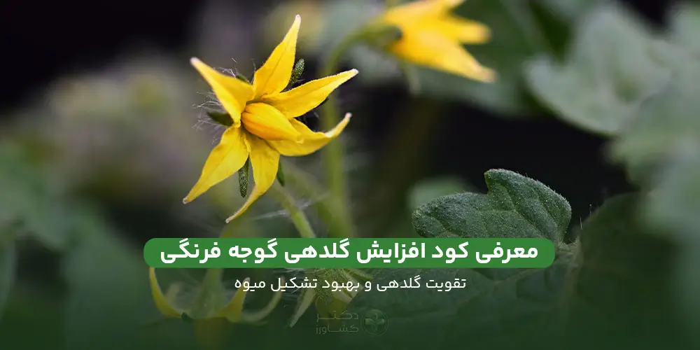 معرفی بهترین کود افزایش گلدهی گوجه فرنگی، خرید از فروشگاه دکتر کشاورز.