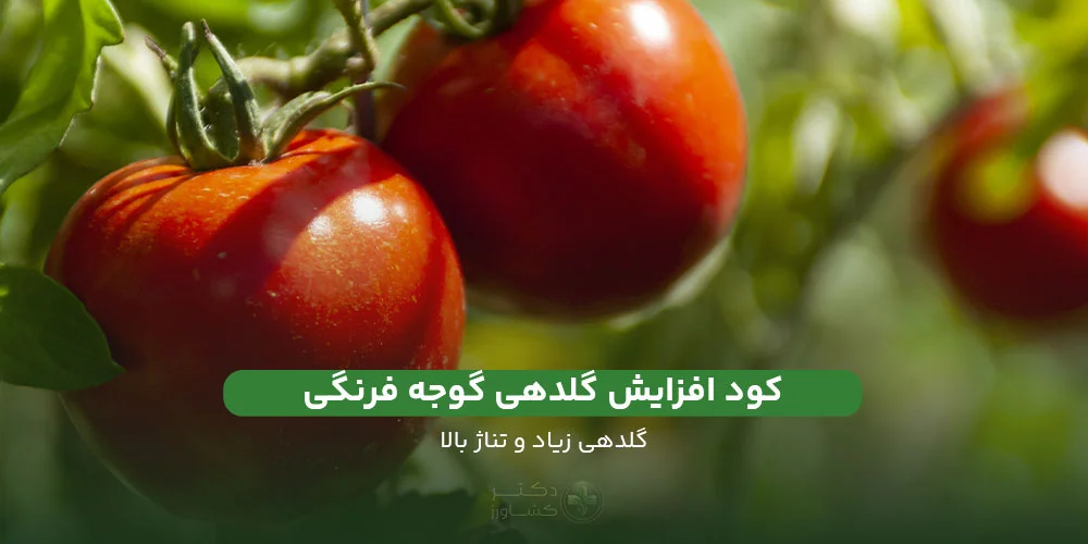معرفی کود افزایش گلدهی گوجه فرنگی؛ معرفی دو کود کاربردی و با کیفیت.