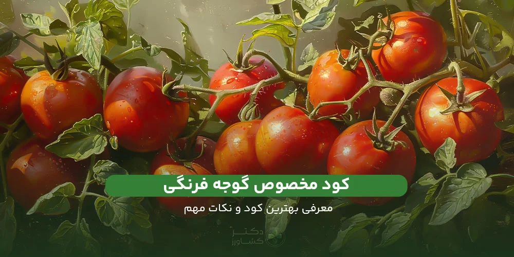 معرفی کود مخصوص گوجه فرنگی؛ بررسی عوامل مهم و نکات حائز اهمیت.