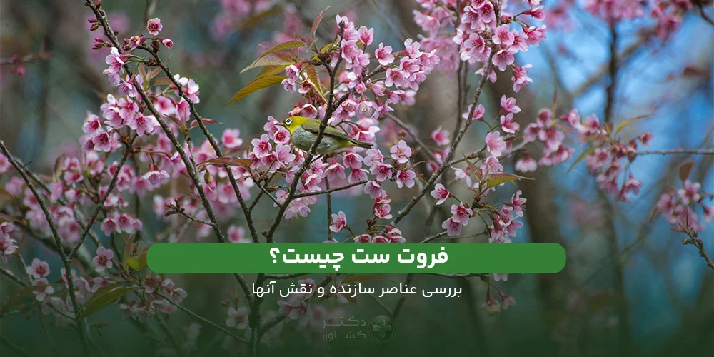 فروت ست چیست ؟ بررسی عناصر سازنده کود فروت ست و مزایای آنها.