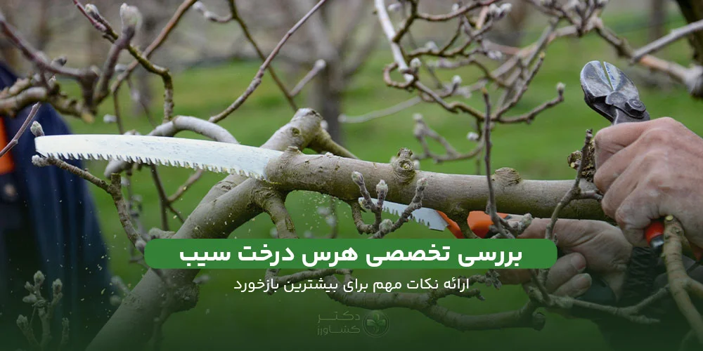بررسی تخصصی هرس درخت سیب و ارائه راهکارهای تخصصی.