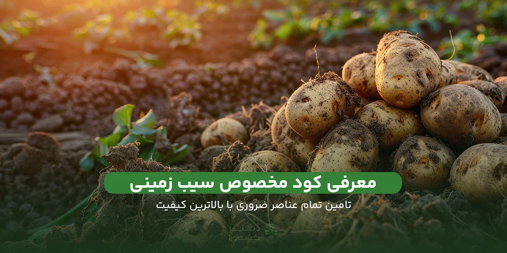 معرفی کود مخصوص سیب زمینی بهترین راه برای افزایش عملکرد سیب زمینی.