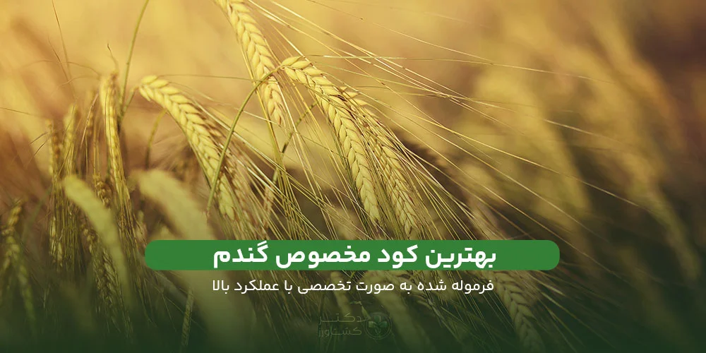 معرفی کود مخصوص گندم با عملکرد و کیفیت بالا.