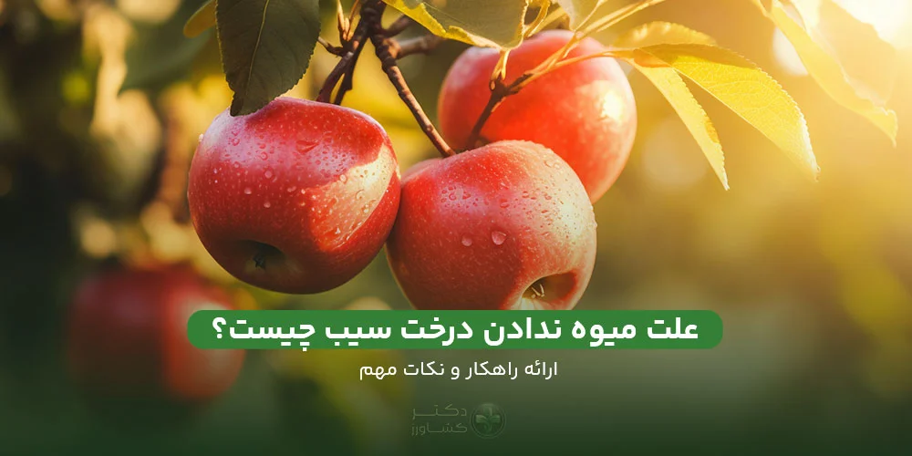 یررسی علت میوه ندادن میوه درخت سیب و ارائه راهکار تخصصی.