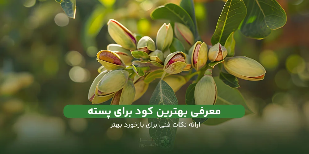 معرفی بهترین کود برای پسته و ارائه نکات فنی مهم.