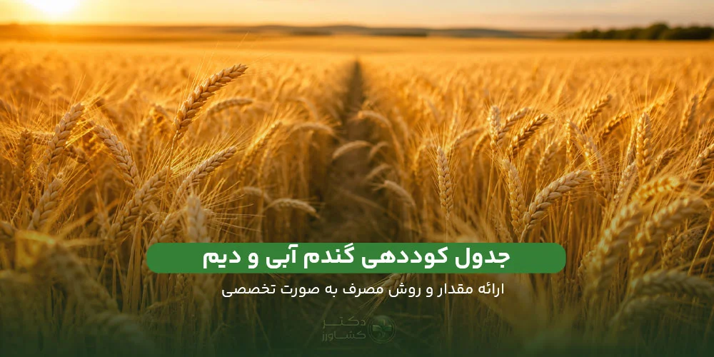 جدول کوددهی گندم به صورت تخصصی برای دیم و آبی در وبسایت دکتر کشاورز.