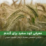 معرفی کود سفید برای گندم همراه با زمان و مقدار مصرف.