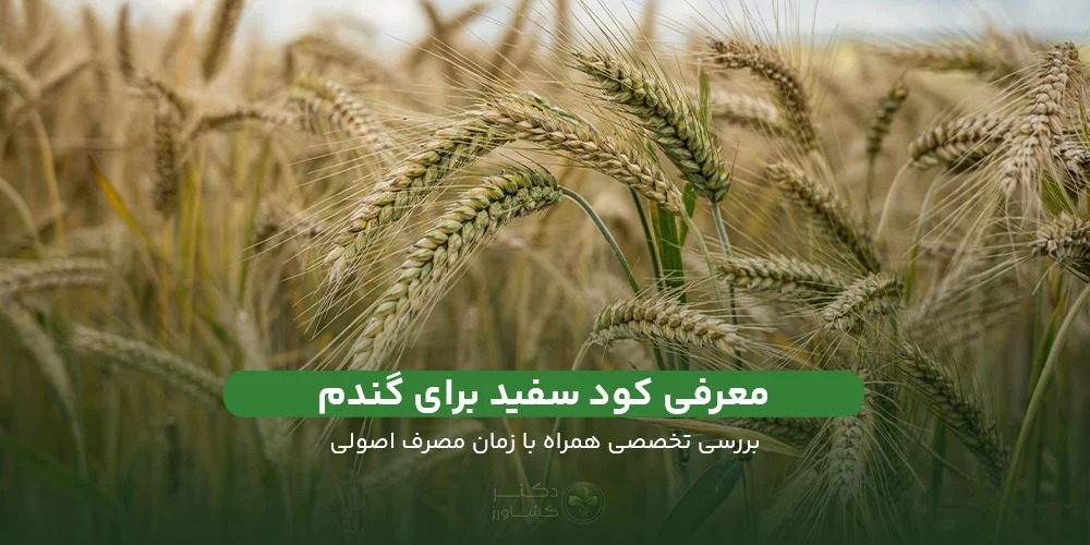 معرفی کود سفید برای گندم همراه با زمان و مقدار مصرف.
