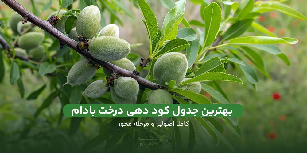 بررسی و ارائه بهترین جدول کود دهی درخت بادام همراه با نکات تخصصی.