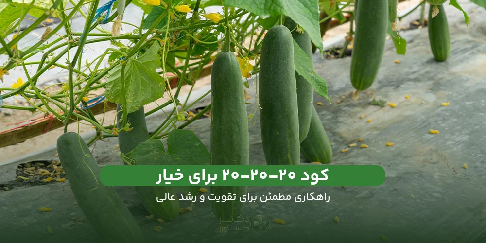 کود 20 20 20 یا سه بیست برای خیار؛ راهکاری مطمعن برای رشد عالی.