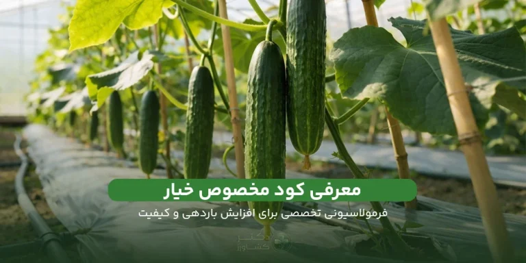 معرفی کود مخصصوص خیار شیمی کشاورز؛ ارائه زمان و مقدار مصرف.