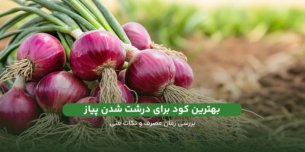 معرفی بهترین کود برای درشت شدن پیاز و ارائه نکات مهم.