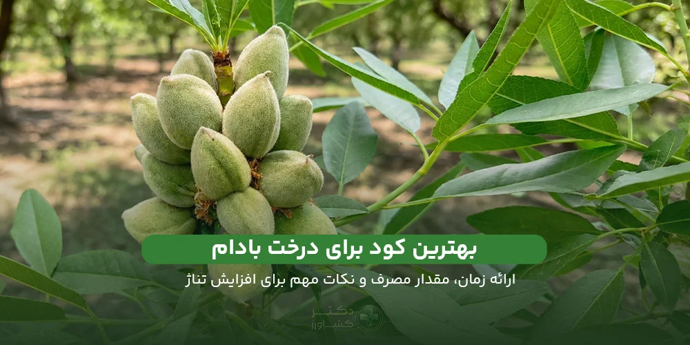 معرفی و بررسی بهترین کود برای درخت بادام همراه با ارائه زمان، مقدار و روش مصرف.