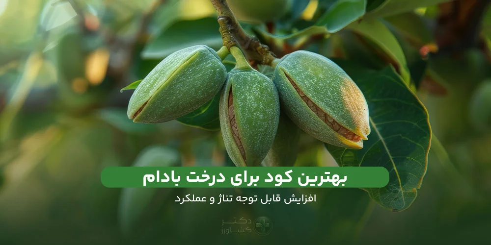 معرفی بهترین کود برای درخت بادام؛ بررسی عناصر و موارد مهم.