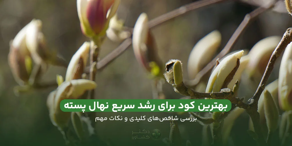 بهترین کود برای رشد سریع نهال پسته؛ ارائه شاخص‌های کلیدی و نکات مهم.