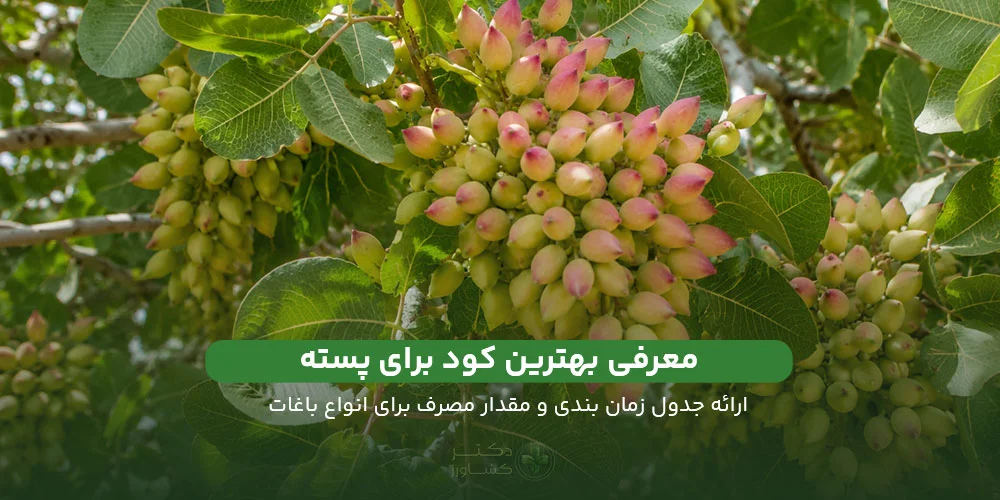 معرفی بهترین کود برای پسته و ارائه جدول زمان، مقدار و روش مصرف در سایت دکتر کشاورز.