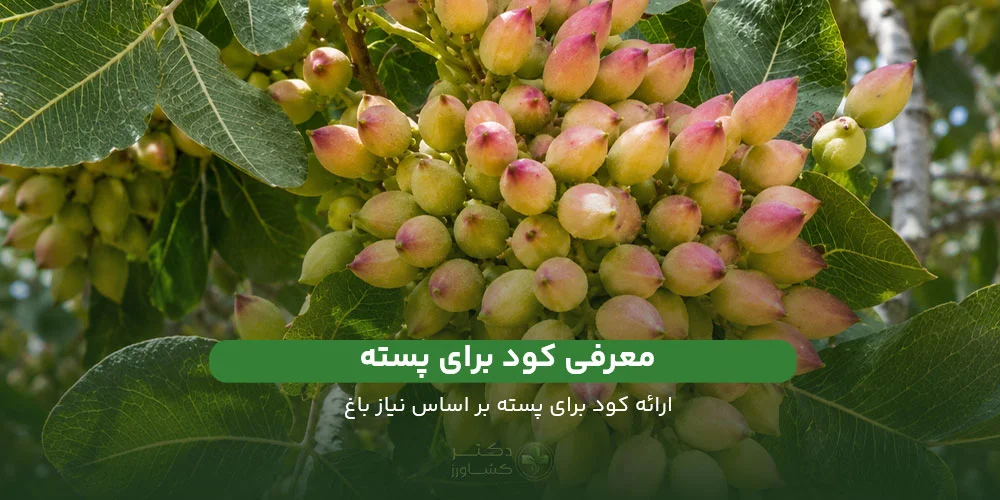 ارائه و معرفی کود برای پسته بر اساس نیاز تاکستان.