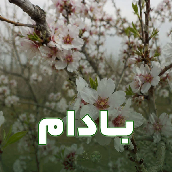 برنامه کود دهی درخت بادام برای افزایش عملکرد و کیفیت میوه بادام در سایت دکتر کشاورز.