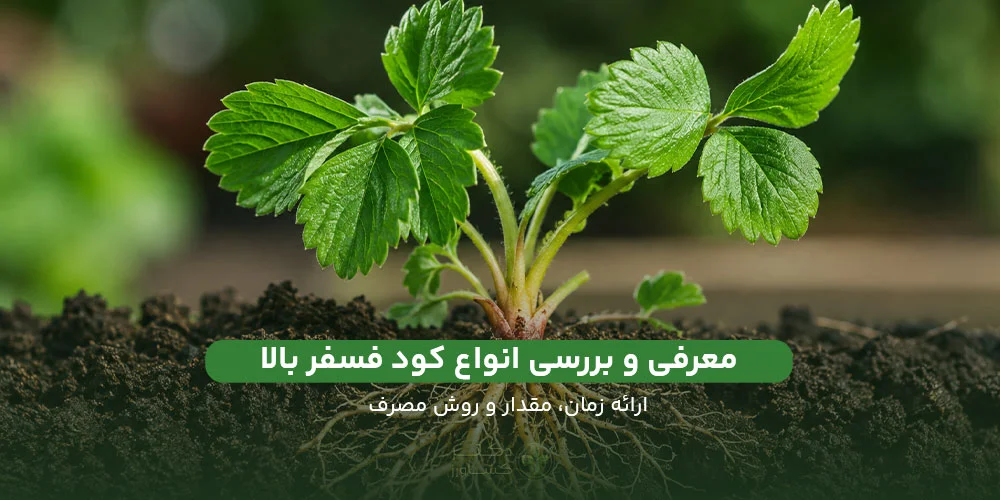 معرفی و بررسی کود فسفر بالا همراه با زمان و مقدار و روش مصرف در دکتر کشاورز.